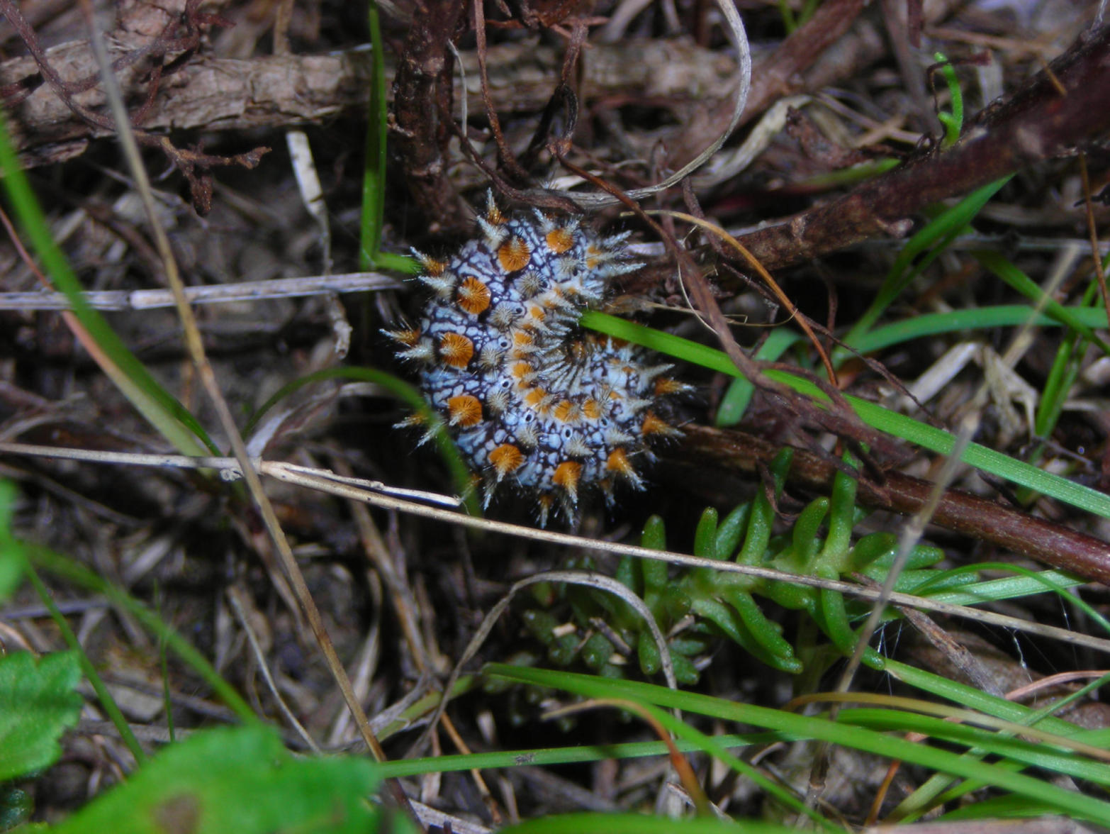 Bruco di Melitaea (?) con vista - Melitaea trivia